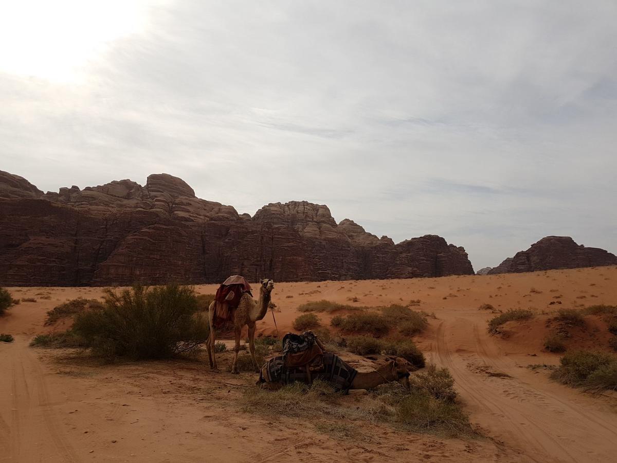 Wadi Rum Nature Tours And Camp Exterior photo